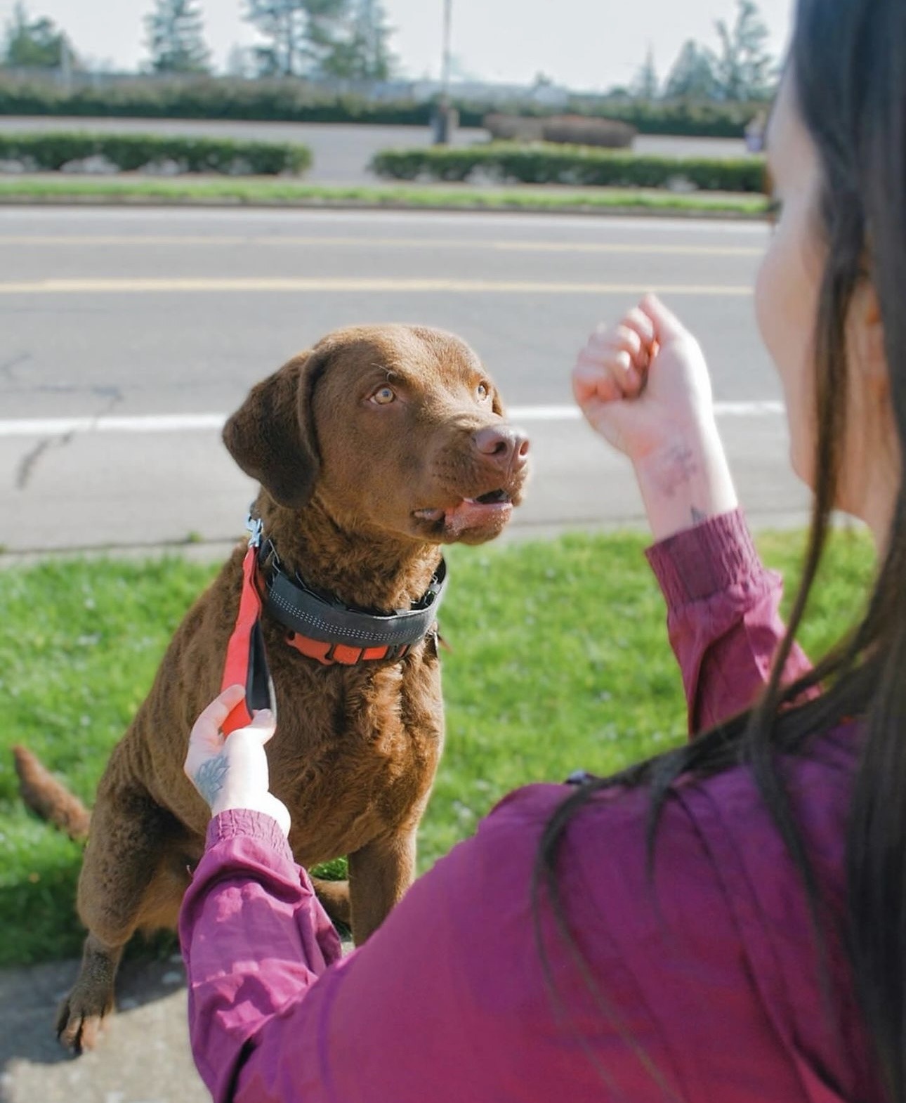 A brown dog on a leash sits attentively on a grassy area by a road, looking up at a person in a purple jacket who is gesturing with their hand. The background features trees and shrubs.