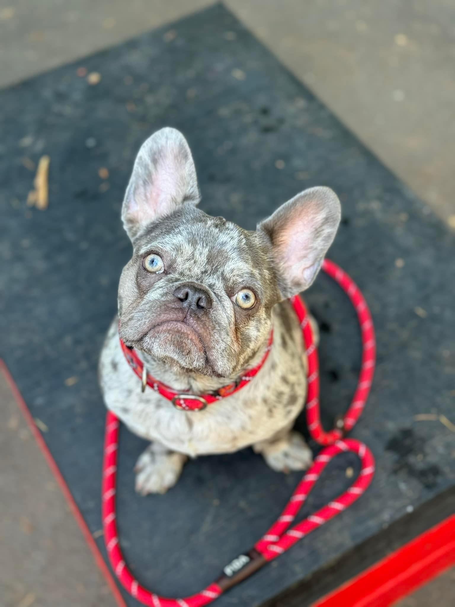 A gray French bulldog with blue eyes sits on a dark platform, wearing a red and white speckled collar and leash. It looks up with a curious expression.