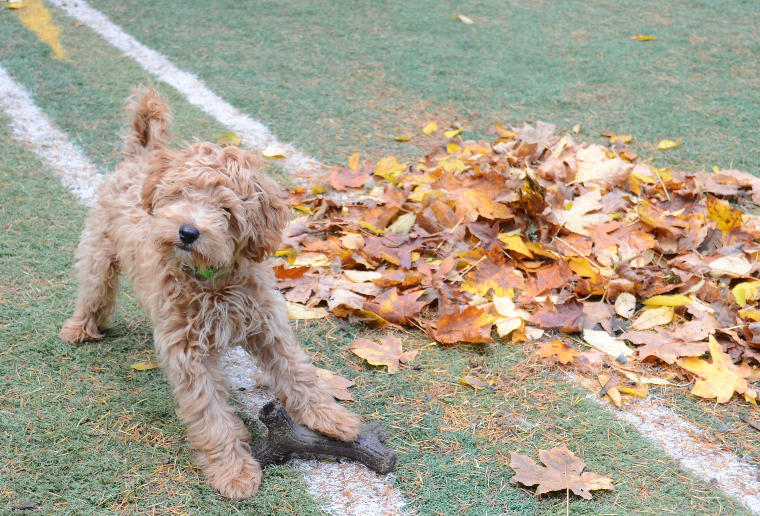A fluffy, light brown dog stands on grass near a pile of autumn leaves, playfully tugging on a stick with its mouth. White field lines are visible on the ground.