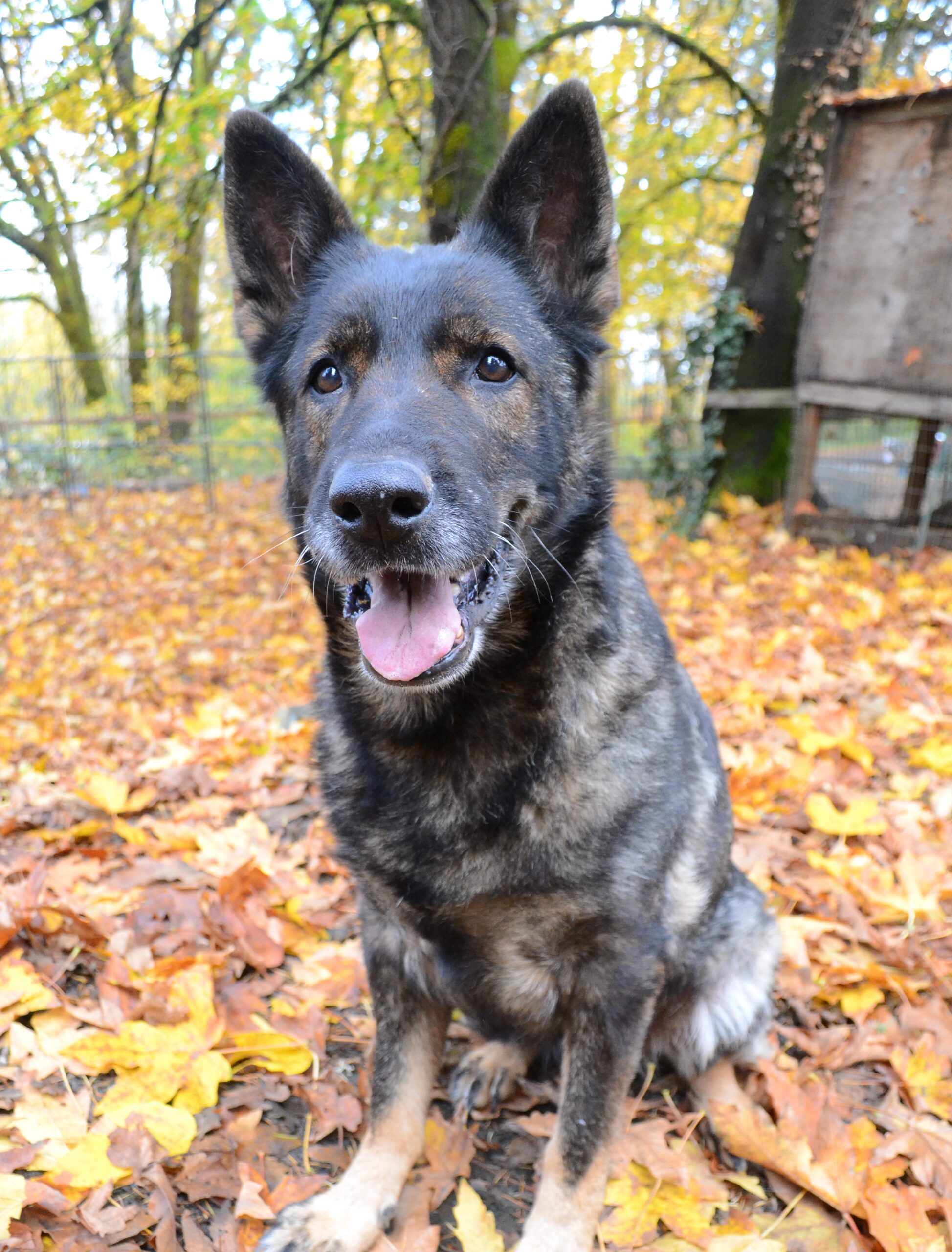 A German Shepherd dog with black and tan fur sits on fallen autumn leaves outdoors, looking at the camera with its mouth open, ears perked up, and a wooden structure visible in the background.