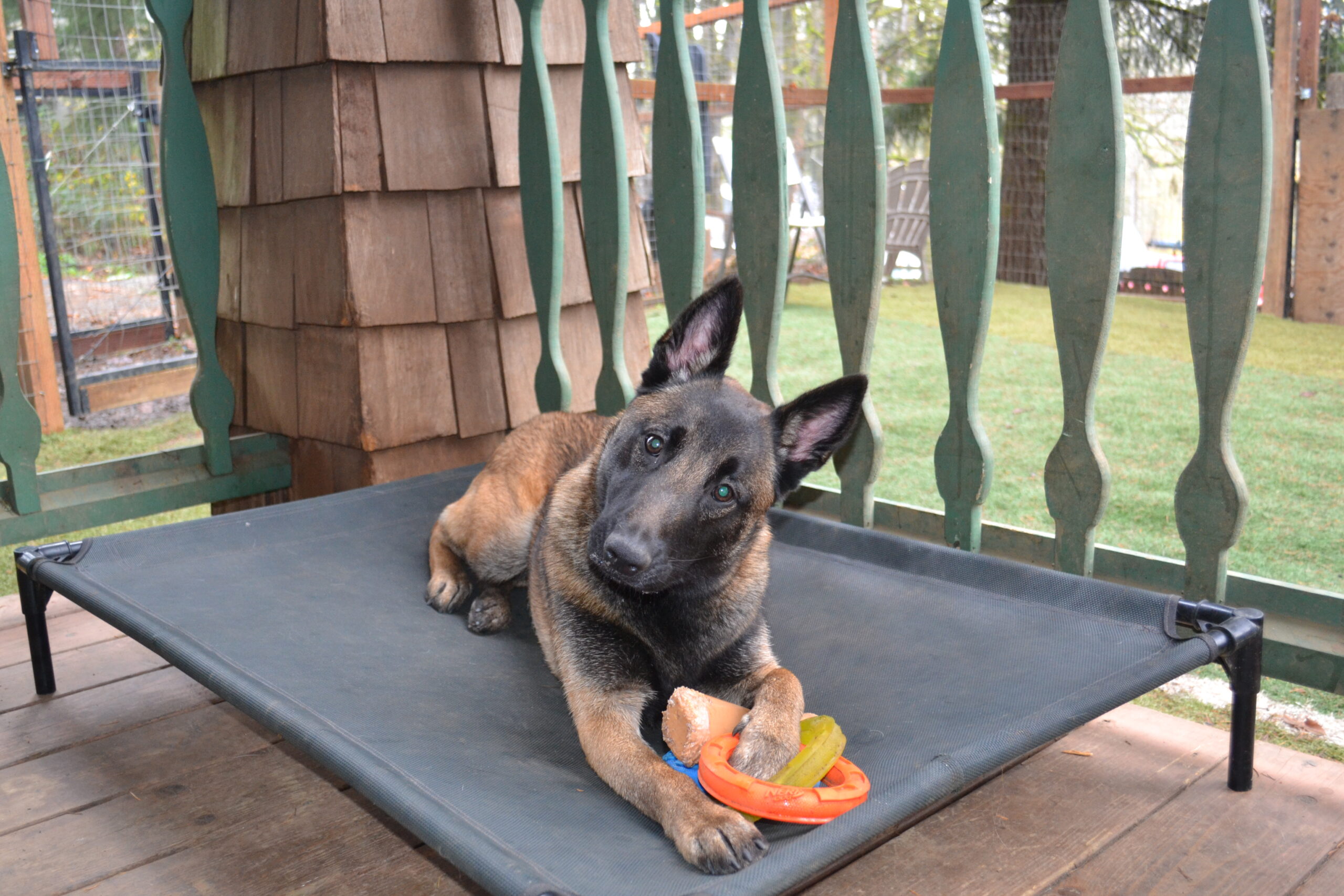 A young Belgian Malinois dog lies on a raised outdoor dog bed, tilting its head and holding an orange toy in its paws. The scene is on a wooden porch with a fenced yard in the background.
